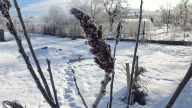 Photo of Winter day in Minsk Oblast | Belarus News | Belarusian news | Belarus today | news in Belarus | Minsk news | BELTA