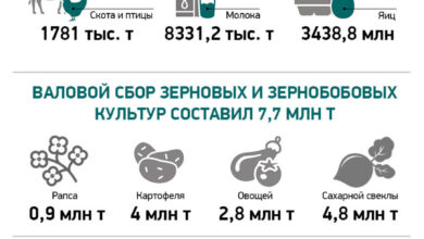 Photo of Производство сельскохозяйственной продукции | Новости Беларуси|БелТА
