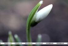 Photo of First snowdrops in Grodno  | Belarus News | Belarusian news | Belarus today | news in Belarus | Minsk news | BELTA