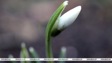 Photo of First snowdrops in Grodno  | Belarus News | Belarusian news | Belarus today | news in Belarus | Minsk news | BELTA