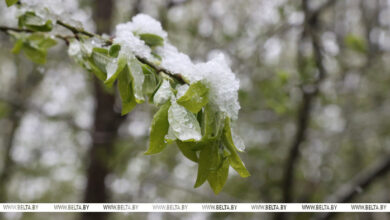 Photo of Spring backslides as wintry weather returns to Belarus | In Pictures | Belarus News | Belarusian news | Belarus today | news in Belarus | Minsk news | BELTA