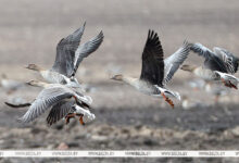 Photo of Bean geese | In Pictures | Belarus News | Belarusian news | Belarus today | news in Belarus | Minsk news | BELTA