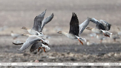 Photo of Bean geese | In Pictures | Belarus News | Belarusian news | Belarus today | news in Belarus | Minsk news | BELTA