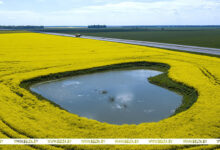 Photo of Bird’s eye view of rapeseed fields in Belarus

 | In Pictures | Belarus News | Belarusian news | Belarus today | news in Belarus | Minsk news | BELTA