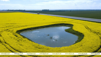 Photo of Bird’s eye view of rapeseed fields in Belarus

 | In Pictures | Belarus News | Belarusian news | Belarus today | news in Belarus | Minsk news | BELTA