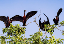 Photo of Glossy ibises spotted in China  | In Pictures | Belarus News | Belarusian news | Belarus today | news in Belarus | Minsk news | BELTA