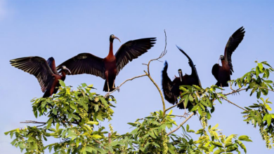 Photo of Glossy ibises spotted in China  | In Pictures | Belarus News | Belarusian news | Belarus today | news in Belarus | Minsk news | BELTA