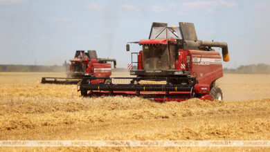 Photo of Winter barley harvest | Belarus News | Belarusian news | Belarus today | news in Belarus | Minsk news | BELTA