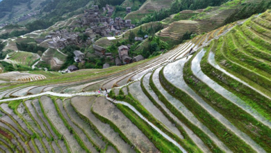 Photo of Longji Terraced Fields | In Pictures | Belarus News | Belarusian news | Belarus today | news in Belarus | Minsk news | BELTA