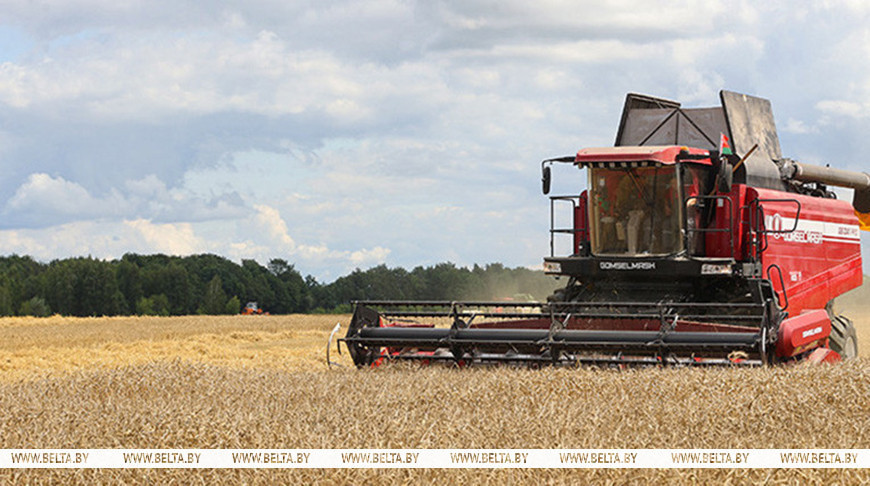 Photo of Over 2.9m tonnes of grain, rapeseed harvested in Belarus