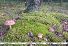 Photo of Belarusians enthusiastic about mushroom hunting this summer | In Pictures | Belarus News | Belarusian news | Belarus today | news in Belarus | Minsk news | BELTA