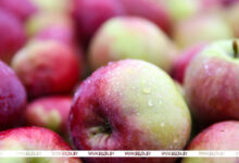 Photo of Lukashenko calls to revive apple farming in Belarus 