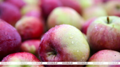 Photo of Lukashenko calls to revive apple farming in Belarus 