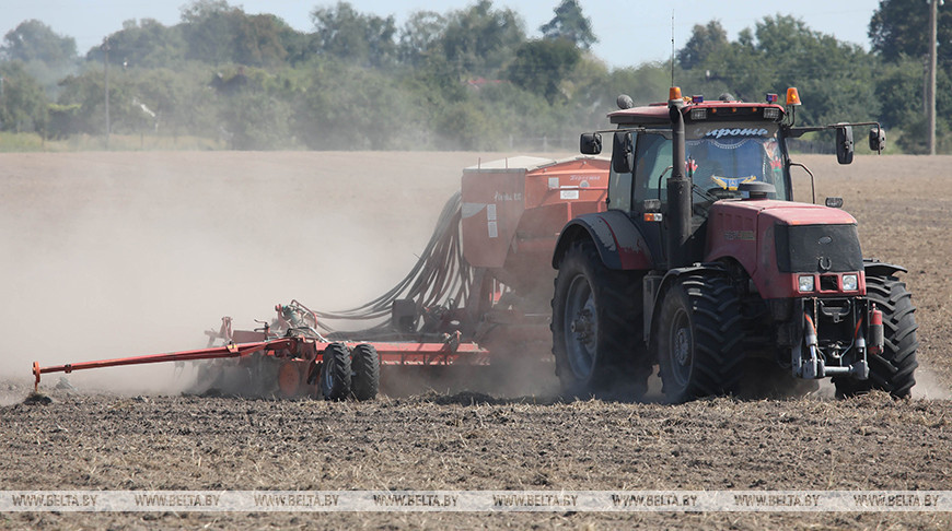 Photo of Winter rapeseed sowing complete in Belarus