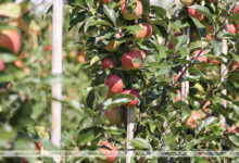 Photo of Novator Orchard in Dzerzhinsk District | Belarus News | Belarusian news | Belarus today | news in Belarus | Minsk news | BELTA