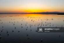 Photo of Flamingos on Lake Eber, Turkey | In Pictures | Belarus News | Belarusian news | Belarus today | news in Belarus | Minsk news | BELTA