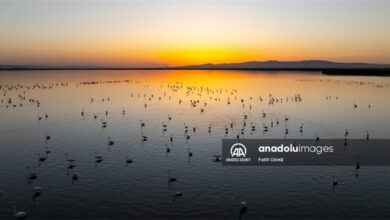 Photo of Flamingos on Lake Eber, Turkey | In Pictures | Belarus News | Belarusian news | Belarus today | news in Belarus | Minsk news | BELTA