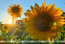 Photo of Sunflower field | Belarus News | Belarusian news | Belarus today | news in Belarus | Minsk news | BELTA