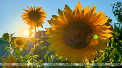 Photo of Sunflower field | Belarus News | Belarusian news | Belarus today | news in Belarus | Minsk news | BELTA