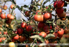 Photo of Apple harvest season is in full swing | Belarus News | Belarusian news | Belarus today | news in Belarus | Minsk news | BELTA