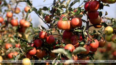 Photo of Apple harvest season is in full swing | Belarus News | Belarusian news | Belarus today | news in Belarus | Minsk news | BELTA