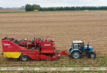 Photo of Potato harvest gets into full swing in Belarus | Belarus News | Belarusian news | Belarus today | news in Belarus | Minsk news | BELTA