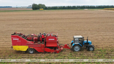 Photo of Potato harvest gets into full swing in Belarus | Belarus News | Belarusian news | Belarus today | news in Belarus | Minsk news | BELTA