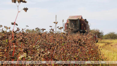 Photo of Аграрыі рэспублікі ўбралі 72 працэнты грэчкі