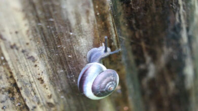 Photo of Five Indonesian land snail species have herbal medicine potential | Partners | Belarus News | Belarusian news | Belarus today | news in Belarus | Minsk news | BELTA