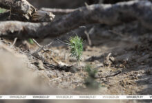 Photo of Golovchenko joins nationwide reforestation effort