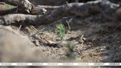 Photo of Golovchenko joins nationwide reforestation effort