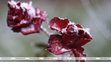 Photo of First snow of the season in Grodno | Belarus News | Belarusian news | Belarus today | news in Belarus | Minsk news | BELTA